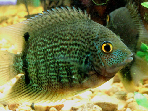 GREEN SEVERUM  SM