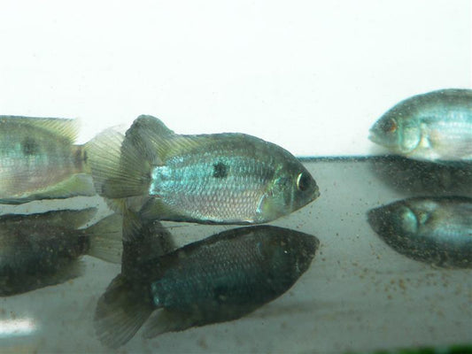 RAINBOW CICHLID (MULTISPINOSA)  2.5"