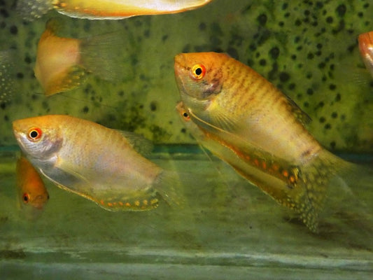 Gold Gourami  M