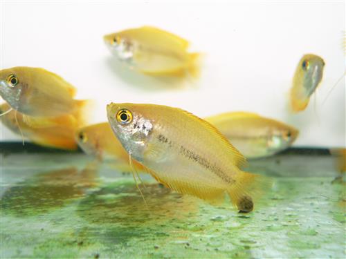 GOLDEN HONEY GOURAMI  SM