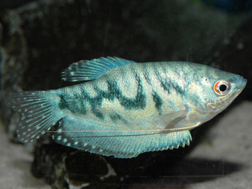Opaline Gourami  M