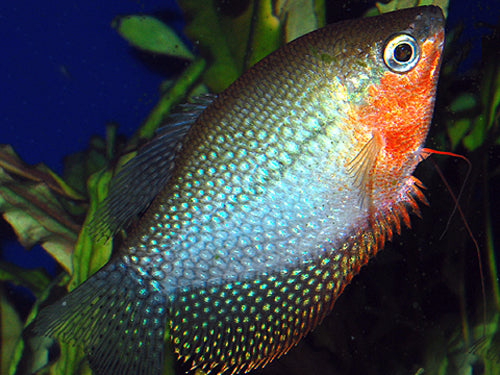 Pearl Gourami  M