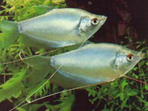 Silver Gourami  M