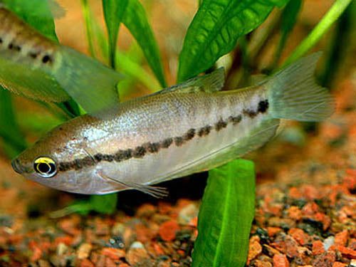 Snakeskin Gourami  ML