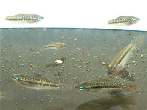 SPARKLING GOURAMI  (PYGMY)