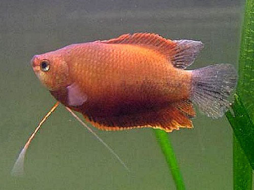 ORANGE THICKLIP GOURAMI  L