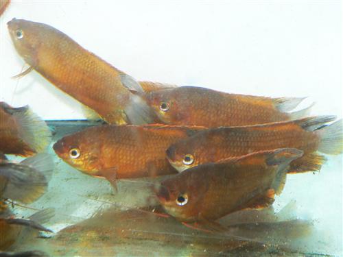 ORANGE THICKLIP GOURAMI   XL