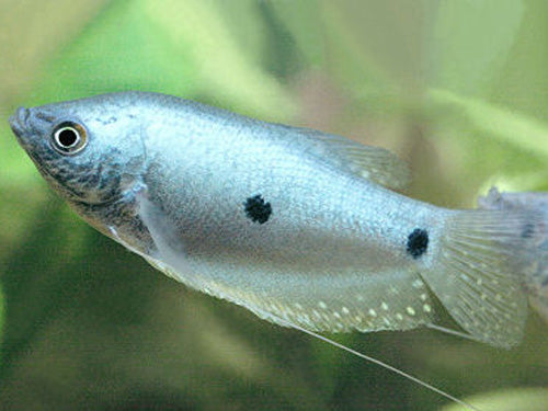 Three Spot Gourami  M