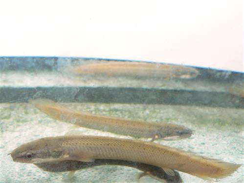 CUVIERS BICHIR  3"