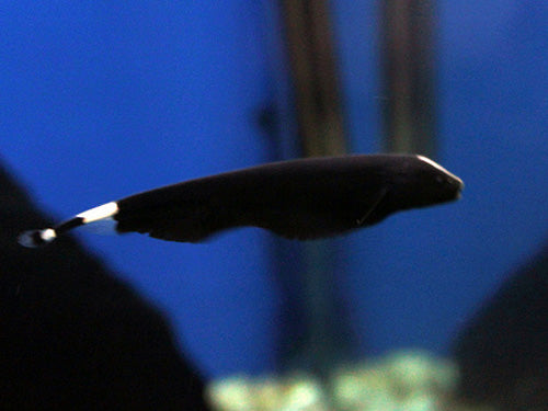 BLACK GHOST KNIFE FISH  3.5"