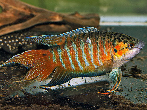 PARADISE FISH  ML