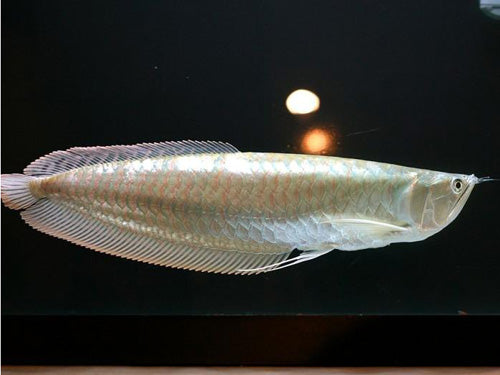SILVER AROWANA  4"