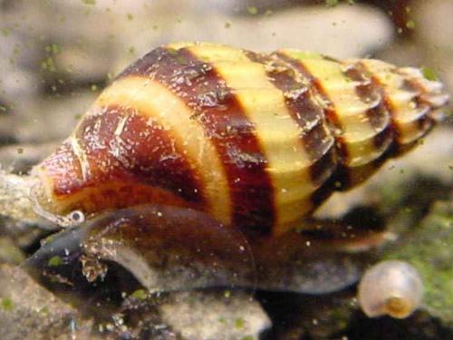 ASSASSIN SNAIL