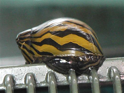 ZEBRA DWARF SNAIL M