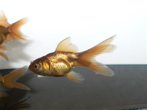 Chocolate Oranda  7-8cm