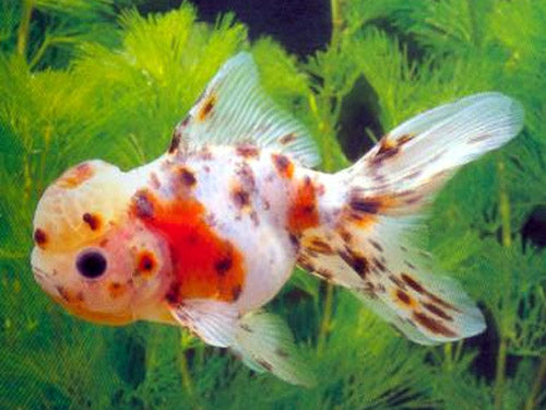 Calico Oranda  M