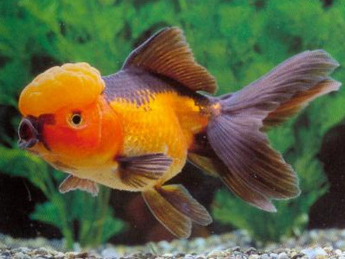 Red & Black Oranda  M