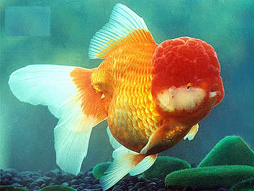 Red Oranda  M