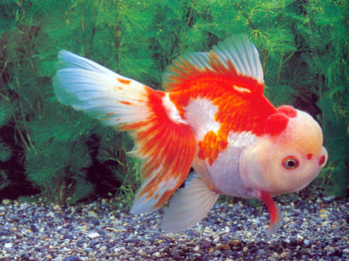 Red & White Oranda  M