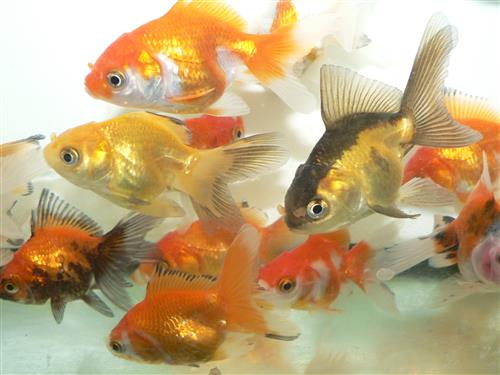 Assorted Oranda  M