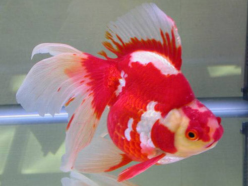 Assorted Oranda  4"