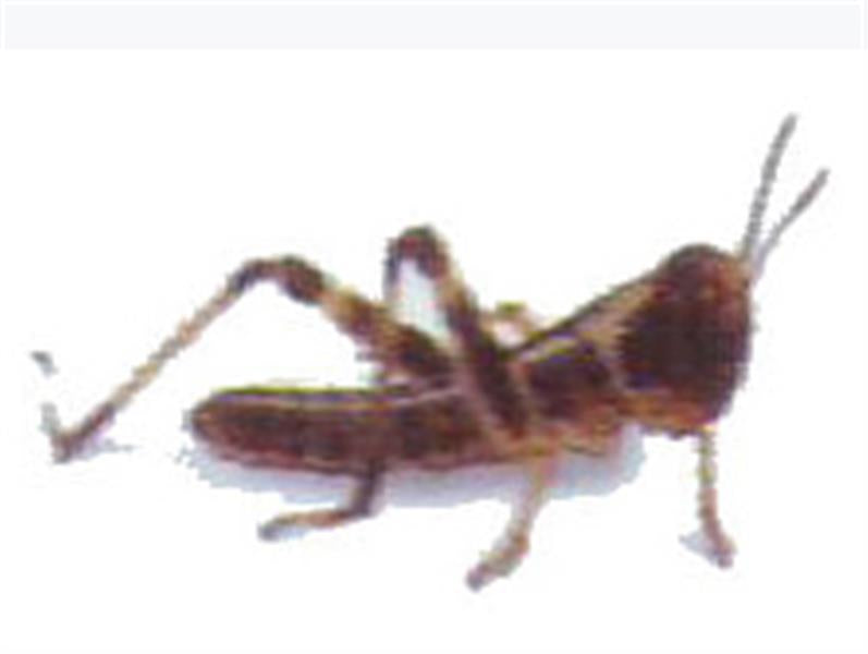 Locust Small