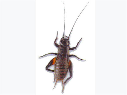 Black Crickets Medium