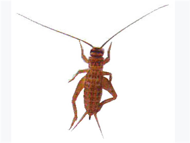 Silent Brown Crickets Medium