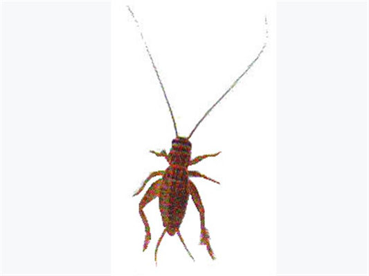 Silent Brown Crickets Small