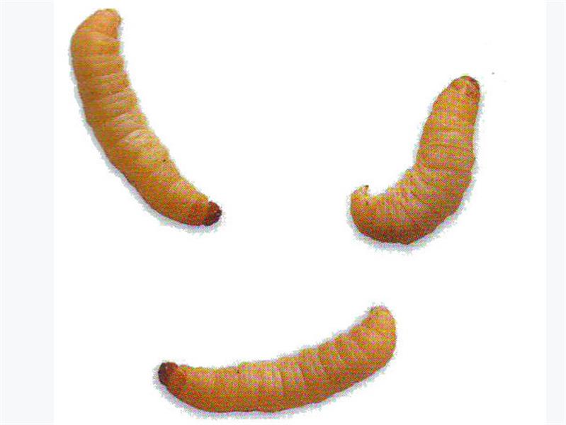 Waxworms