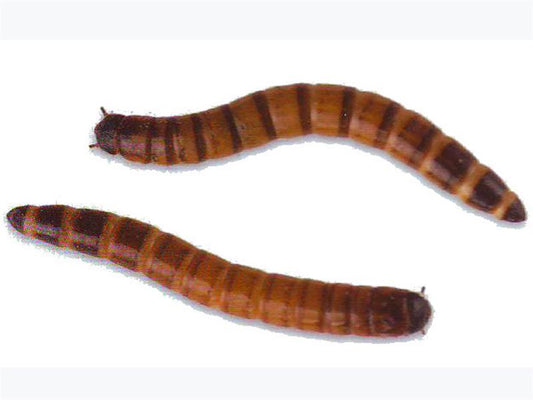Morio Mealworm