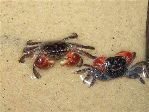 RED CRAB