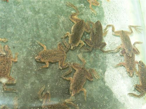 UNDERWATER DWARF FROGS