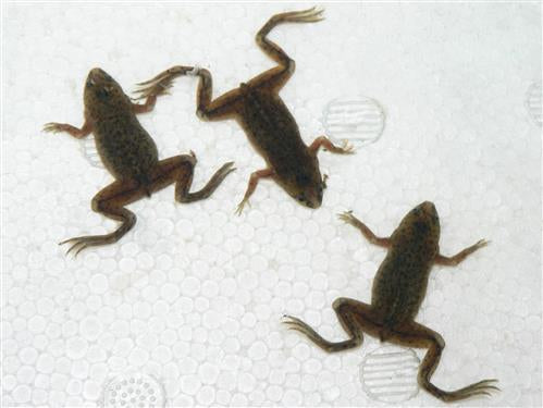 UNDERWATER DWARF FROGS