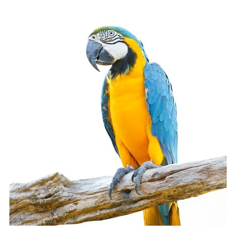 Blue and Gold Macaw
