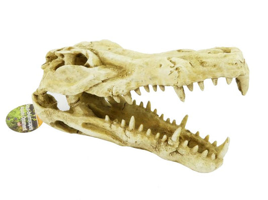 CROCODILE SKULL 22 CM