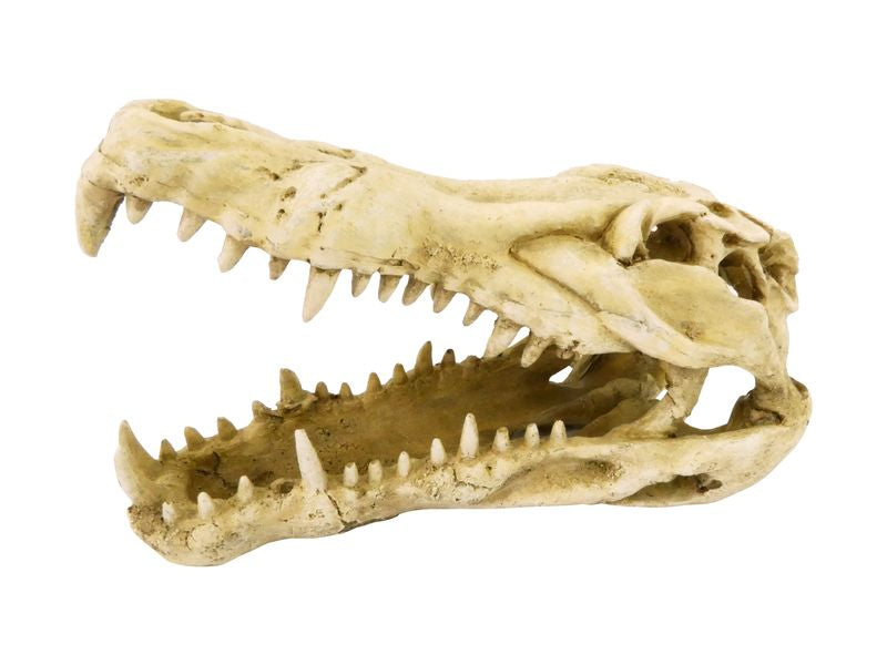 CROCODILE SKULL 22 CM