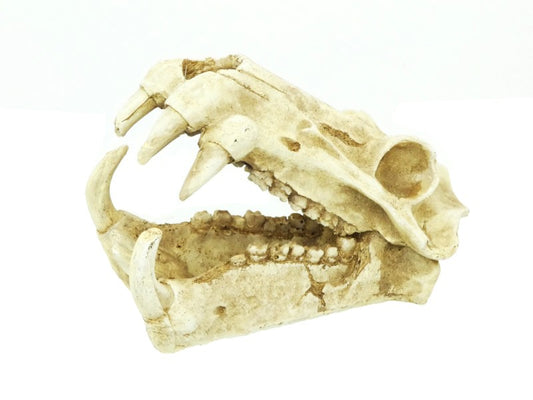 DINOSAUR SABRE TOOTH SKULL 20CM
