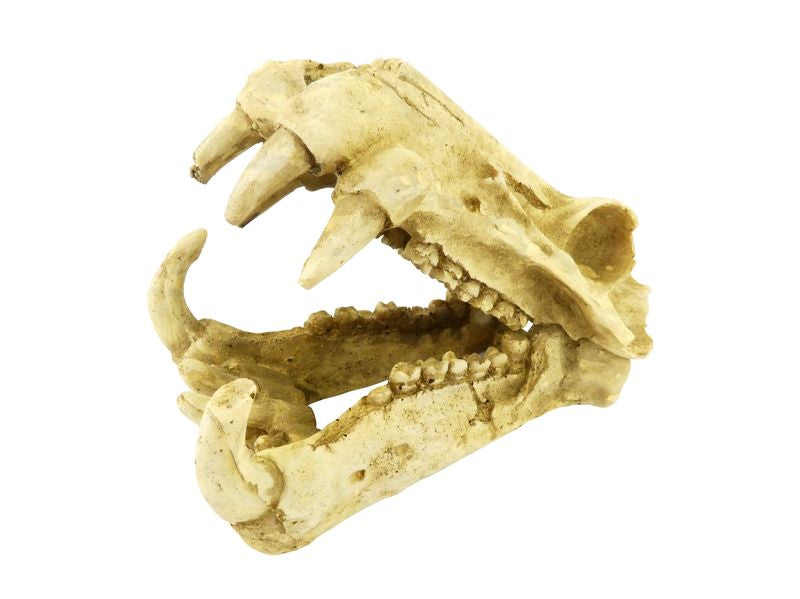DINOSAUR SABRE TOOTH SKULL 20CM
