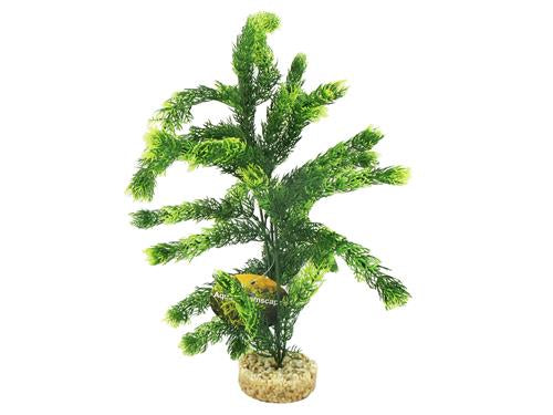 ADS HORNWORT TALL 35CM
