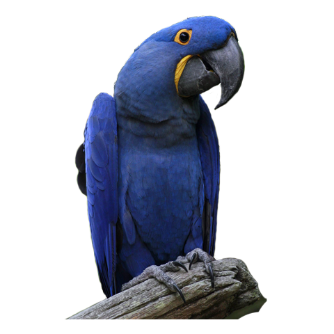 Hyacinth Macaw