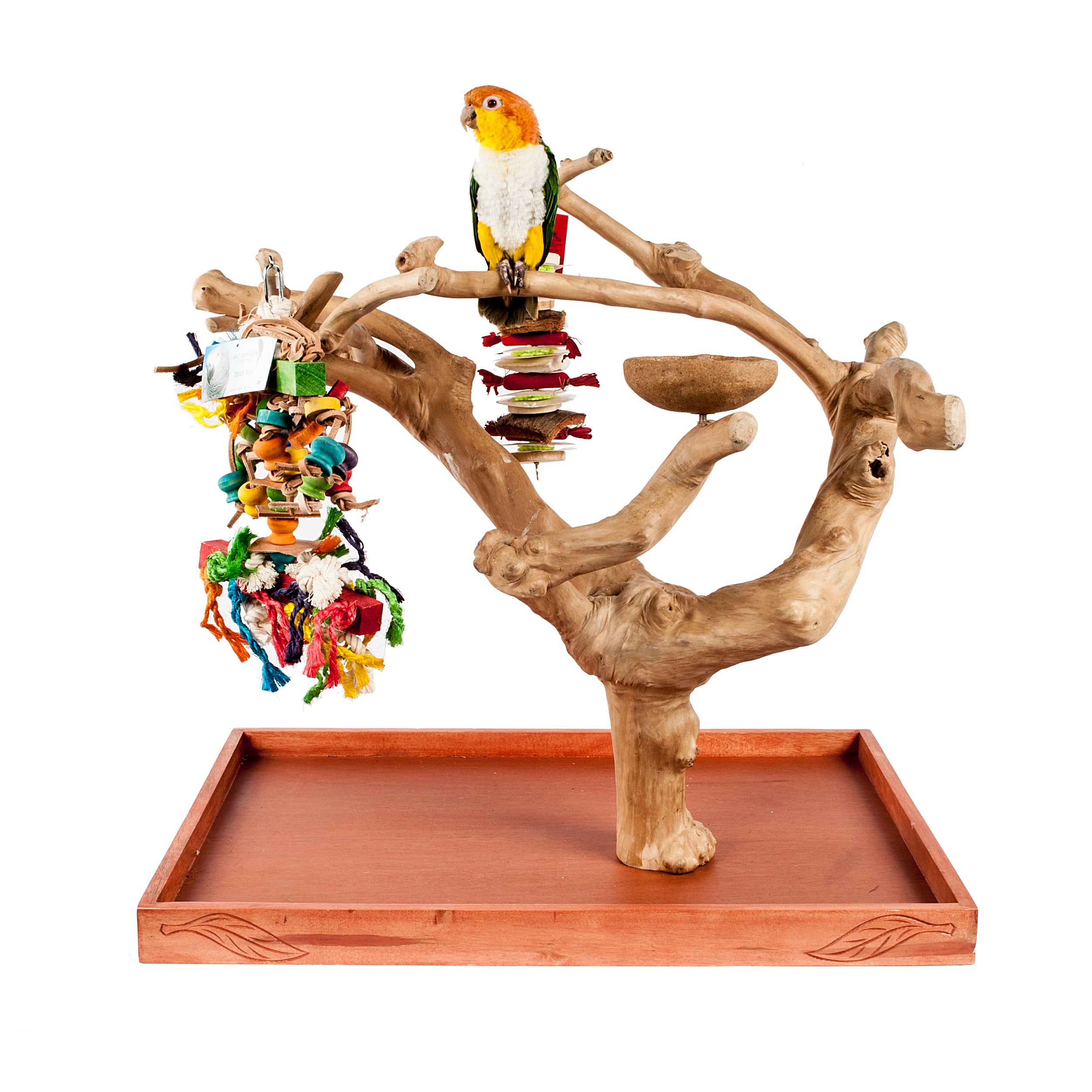 Java Mini Tree Medium – Seth's Little Zoo