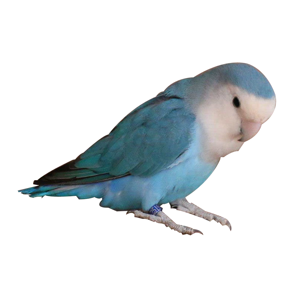 Lovebird