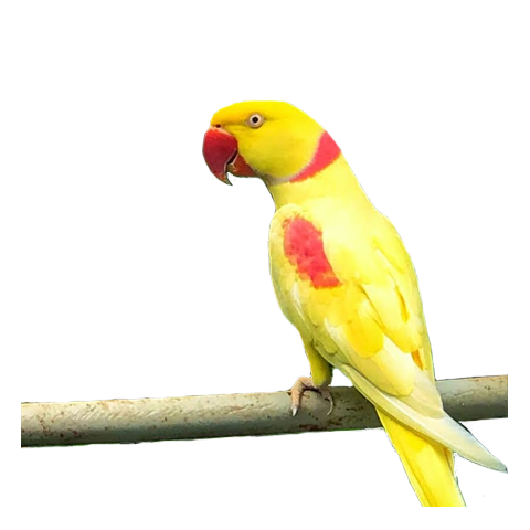 Lutino Alexandrine