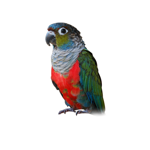 Crimson-Bellied Conure