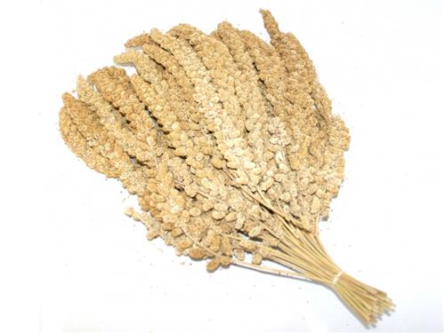 CHINESE MILLET SPRAY 10" 15KG