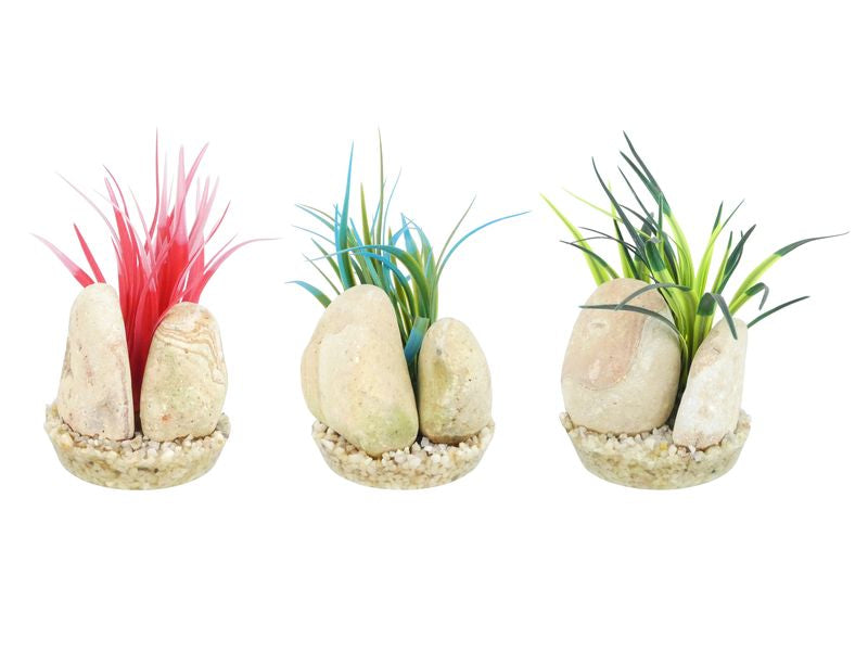 Sydeco Rainbow Stone Plant 15cm