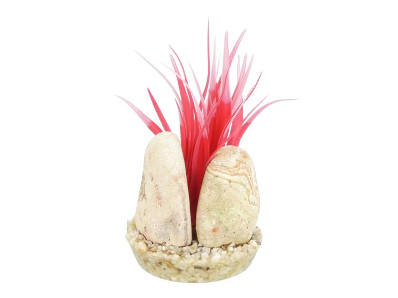 Sydeco Rainbow Stone Plant 15cm