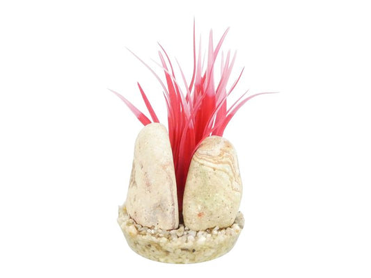 Sydeco Rainbow Stone Plant 15cm