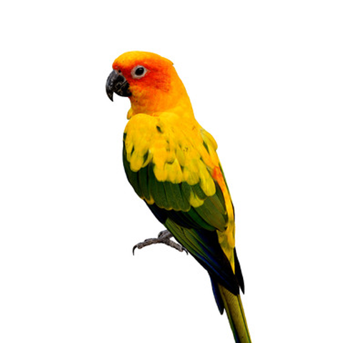 Sun Conure
